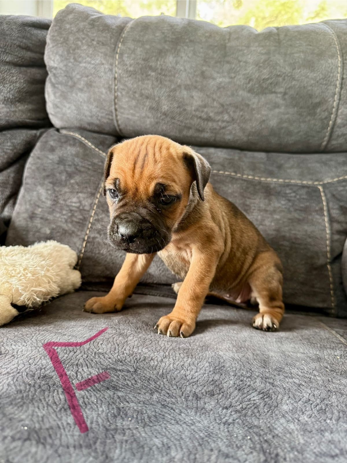 Cane Corso Puppies breeder image 1
