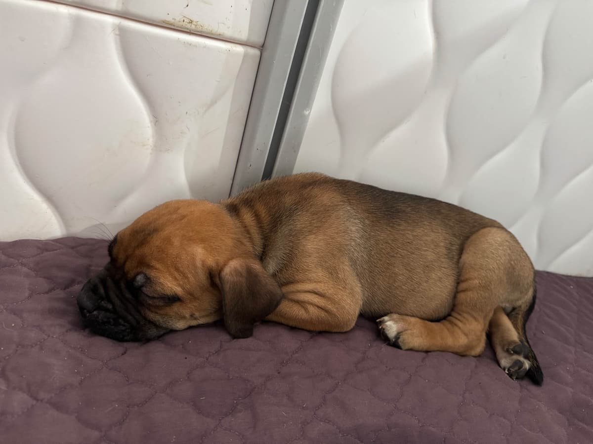 Cane Corso Puppies breeder image 3