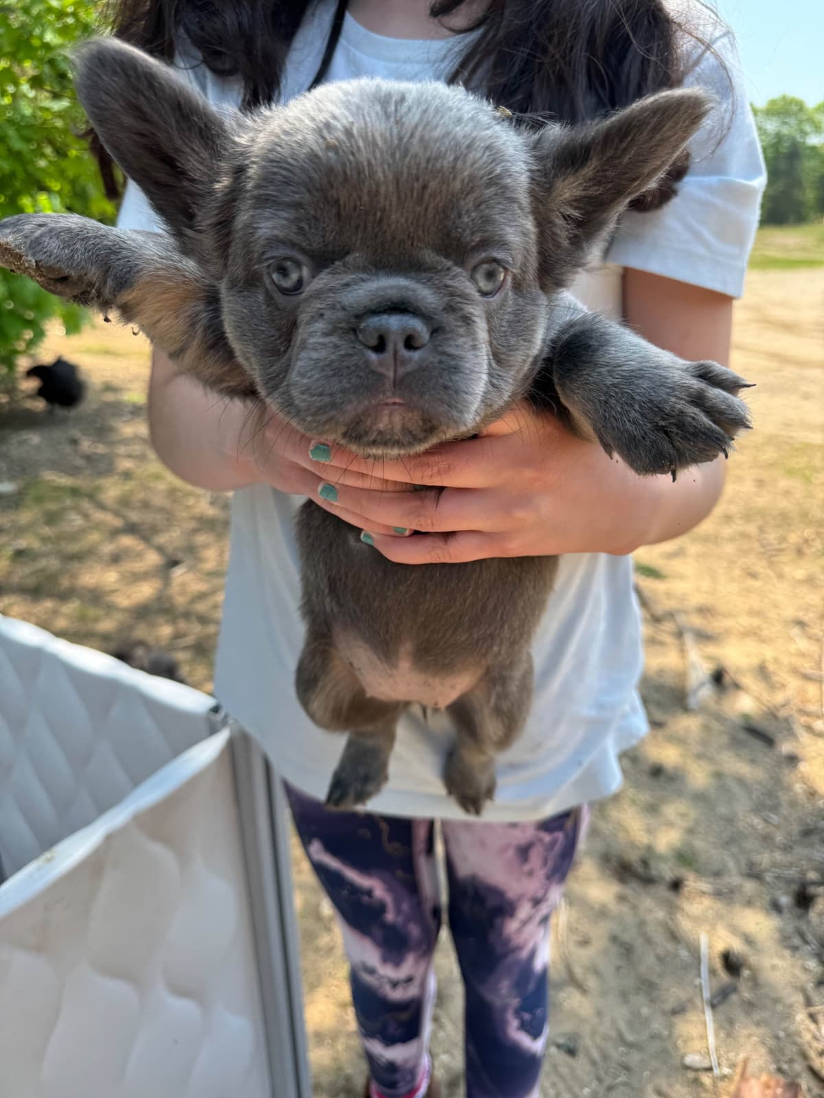 Cane Corso Puppies breeder image 5