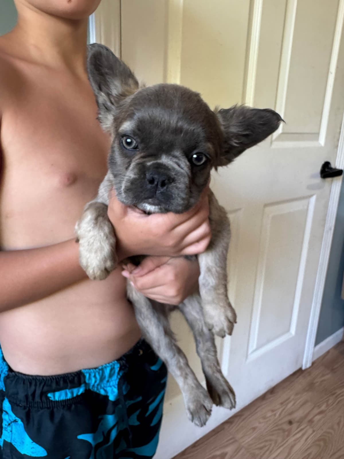 Cane Corso Puppies breeder image 6