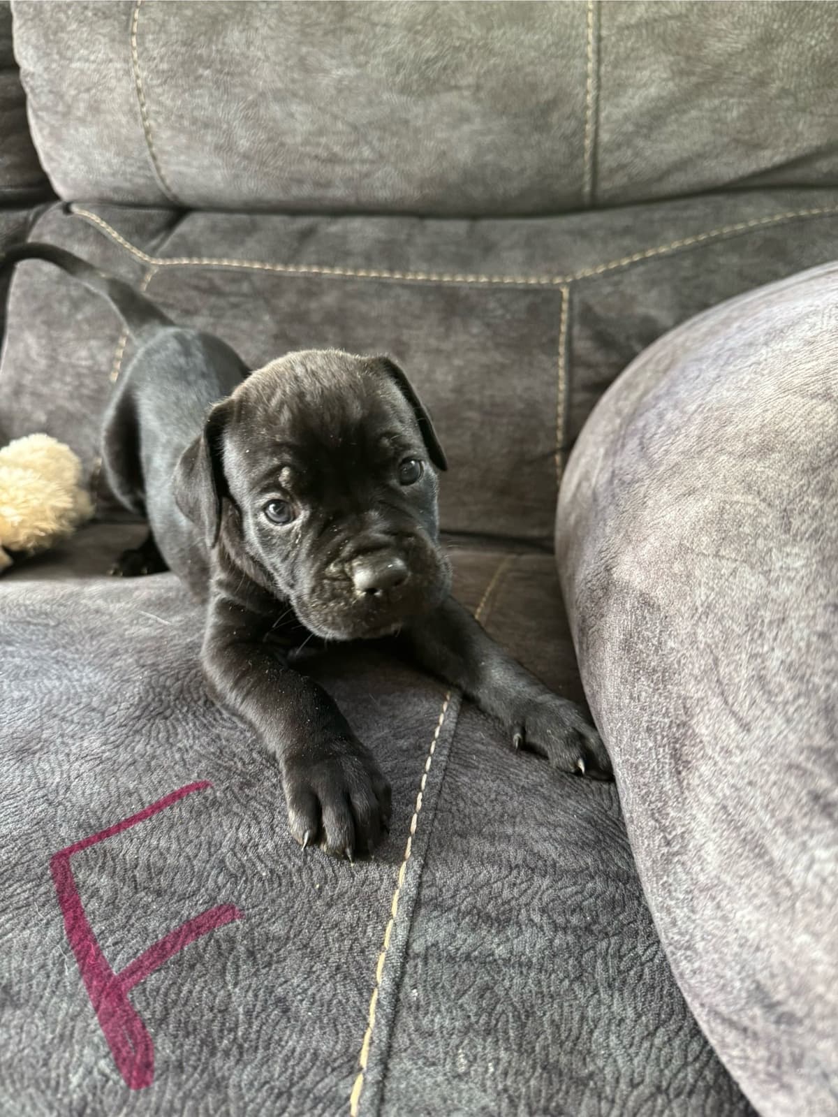 Cane Corso Puppies breeder image 8