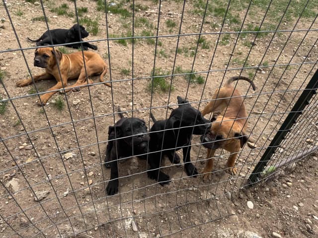 Cane Corso Puppies media 2