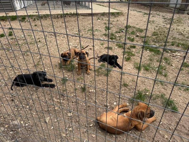Cane Corso Puppies media 4