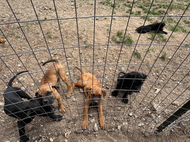 Cane Corso Puppies media 5