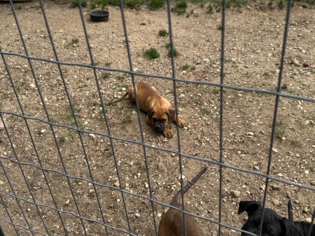 Cane Corso Puppies media 6