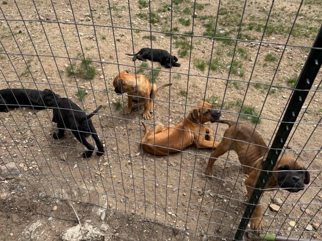 Cane Corso Puppies media 7