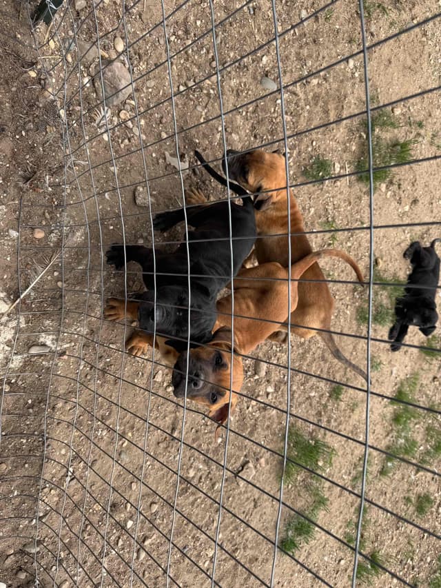 Cane Corso Puppies media 9