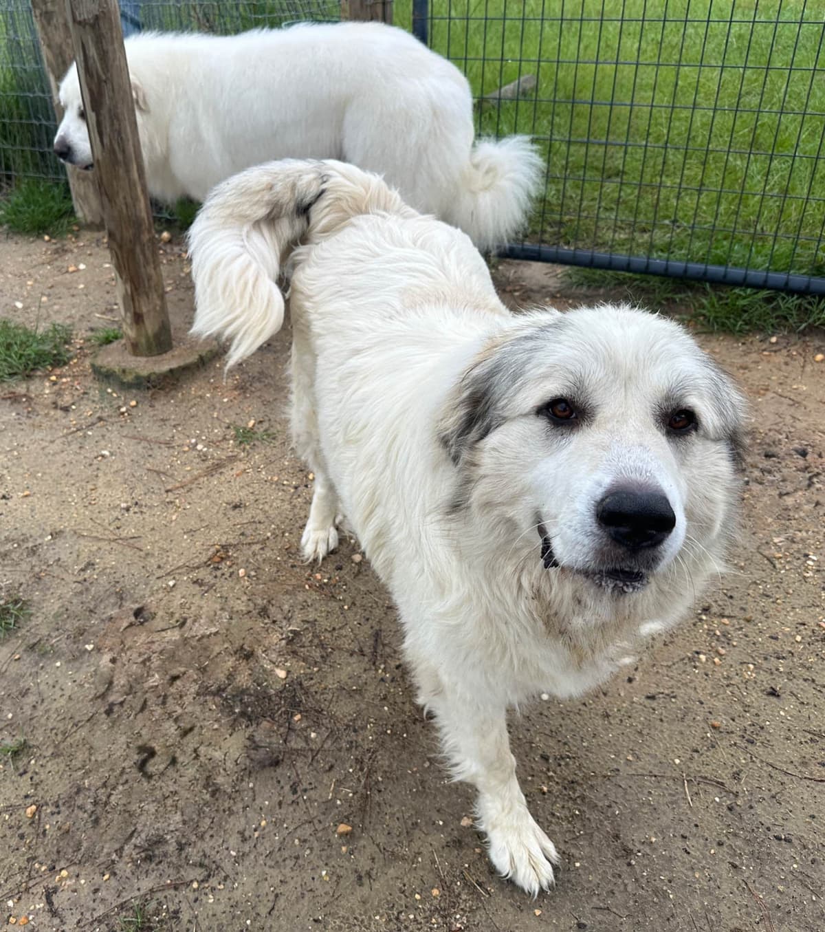 Great Pyrenees Puppies breeder image 2
