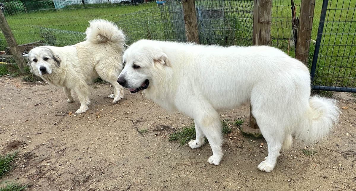 Great Pyrenees Puppies breeder image 1