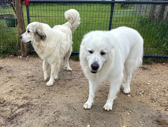 Great Pyrenees Puppies media 3