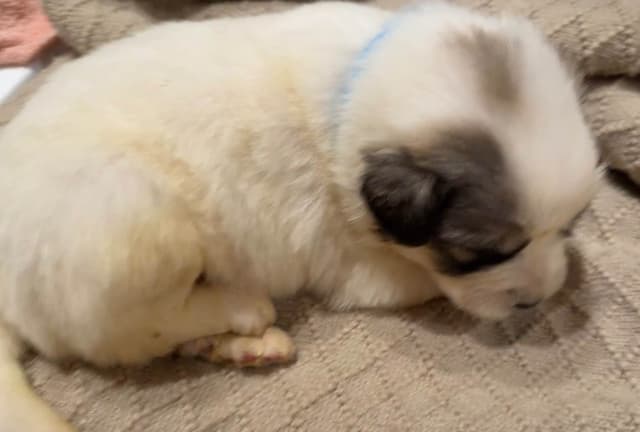 Great Pyrenees Puppies media 4