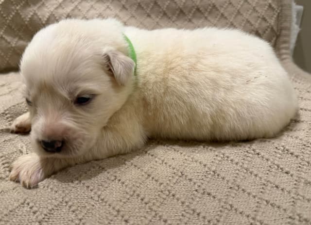 Great Pyrenees Puppies media 5