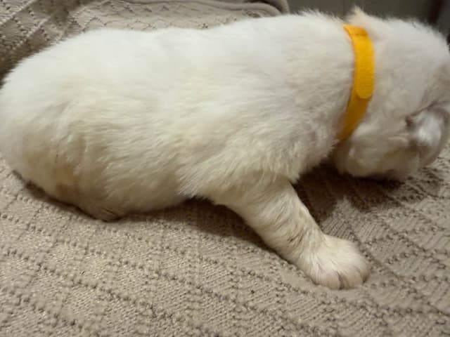Great Pyrenees Puppies media 7