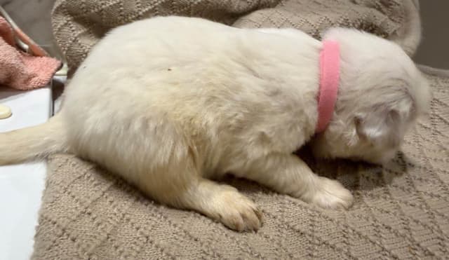 Great Pyrenees Puppies media 9