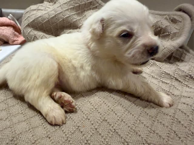 Great Pyrenees Puppies media 10