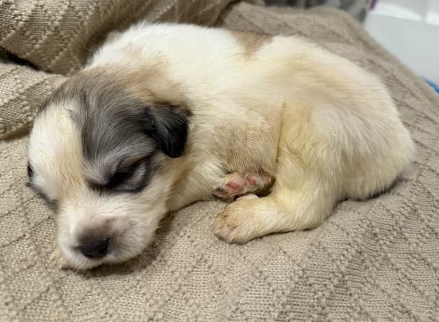 Great Pyrenees Puppies media 11