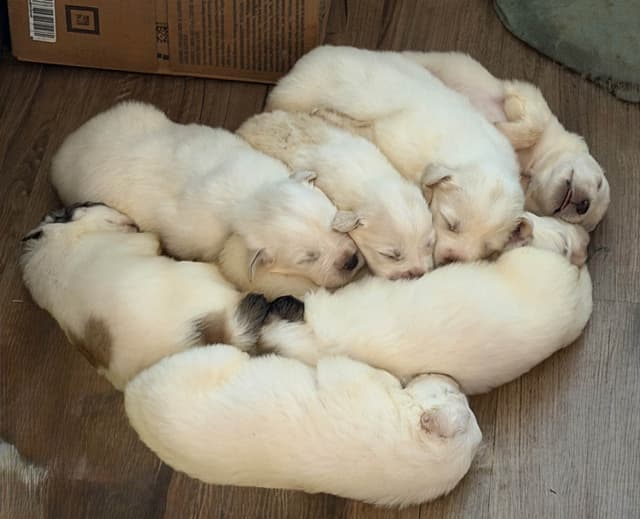 Great Pyrenees Puppies media 12