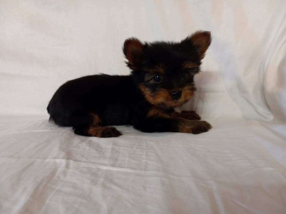 Yorkshire Terrier Puppies breeder image 1