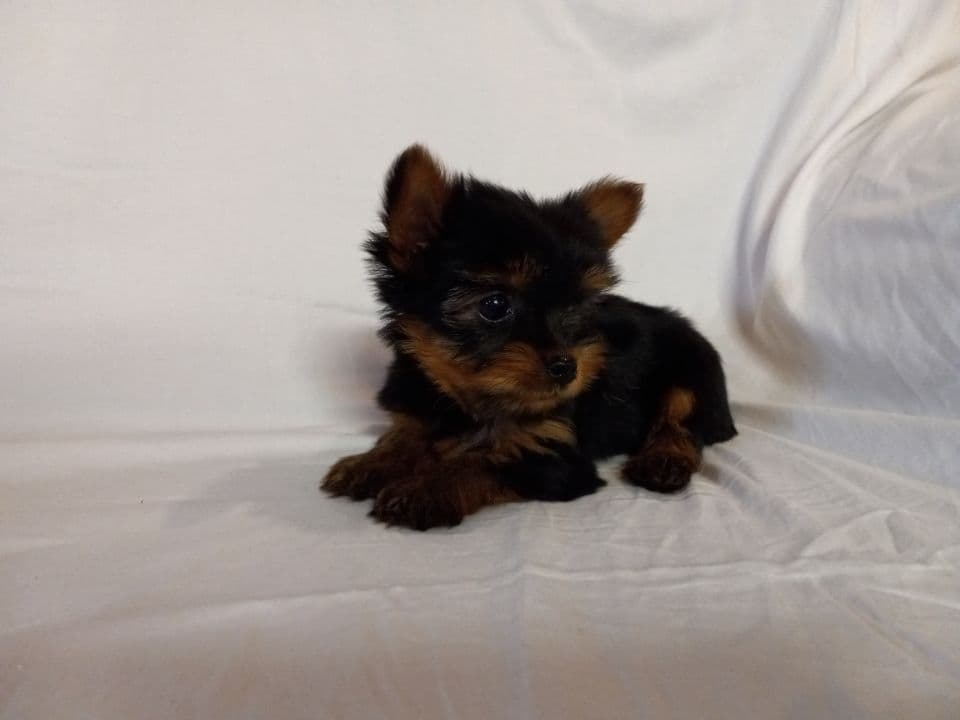 Yorkshire Terrier Puppies breeder image 2