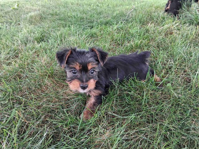 Yorkshire Terrier Puppies media 2