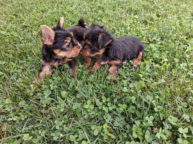 Yorkshire Terrier Puppies media 5
