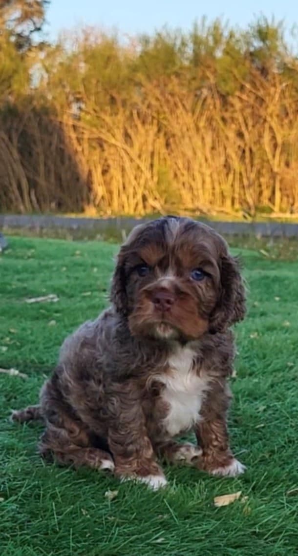 Cocker Spaniel Puppies breeder image 3
