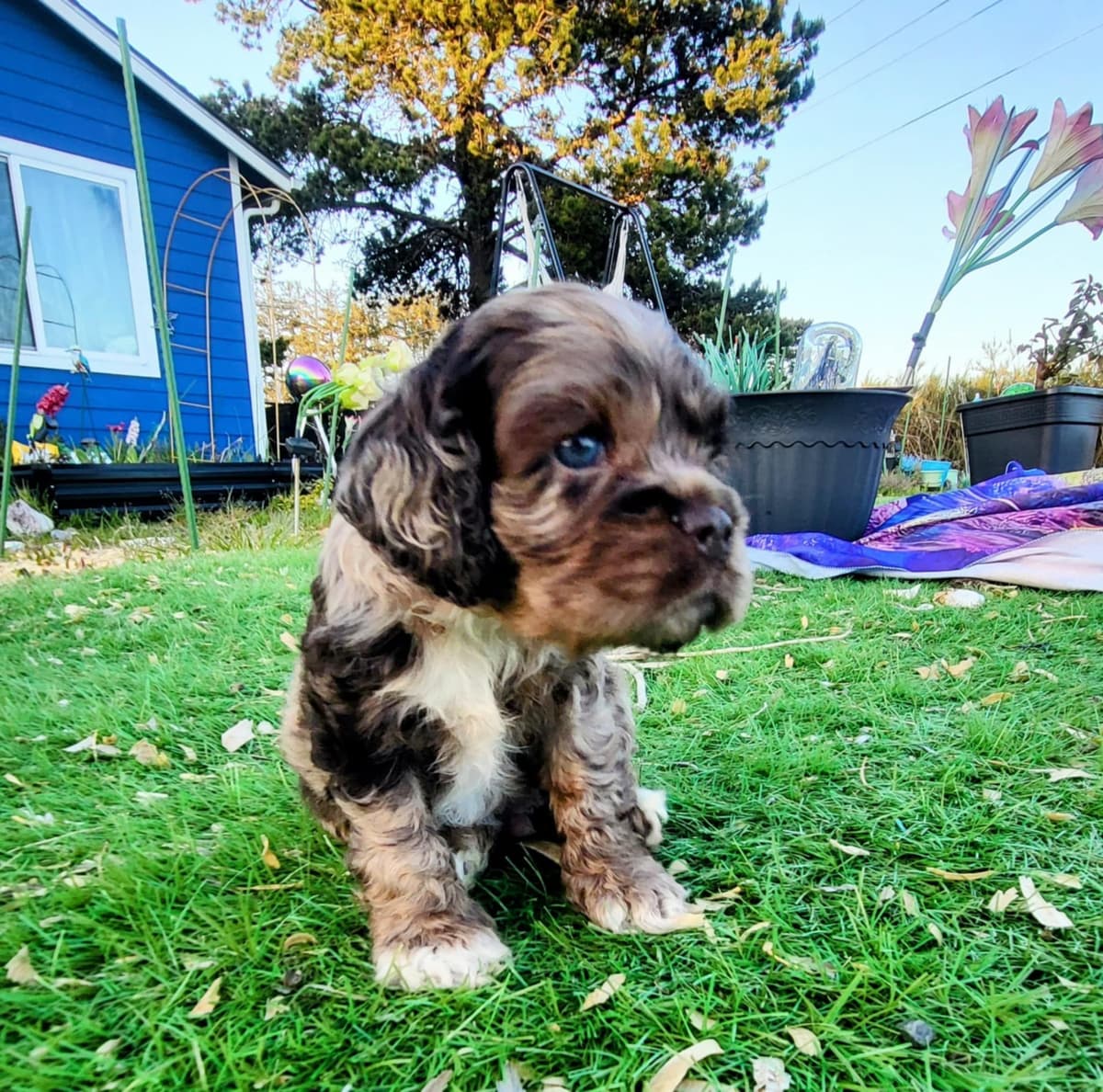 Cocker Spaniel Puppies breeder image 4