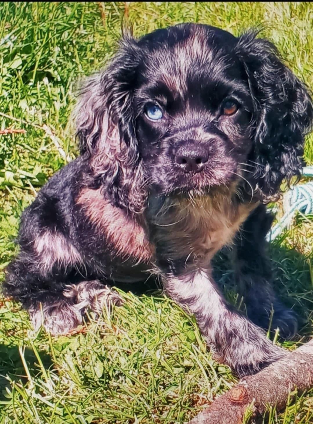 Cocker Spaniel Puppies breeder image 5