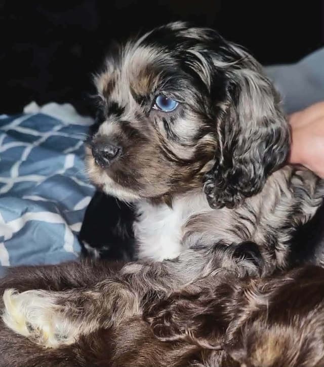 Cocker Spaniel Puppies media 2