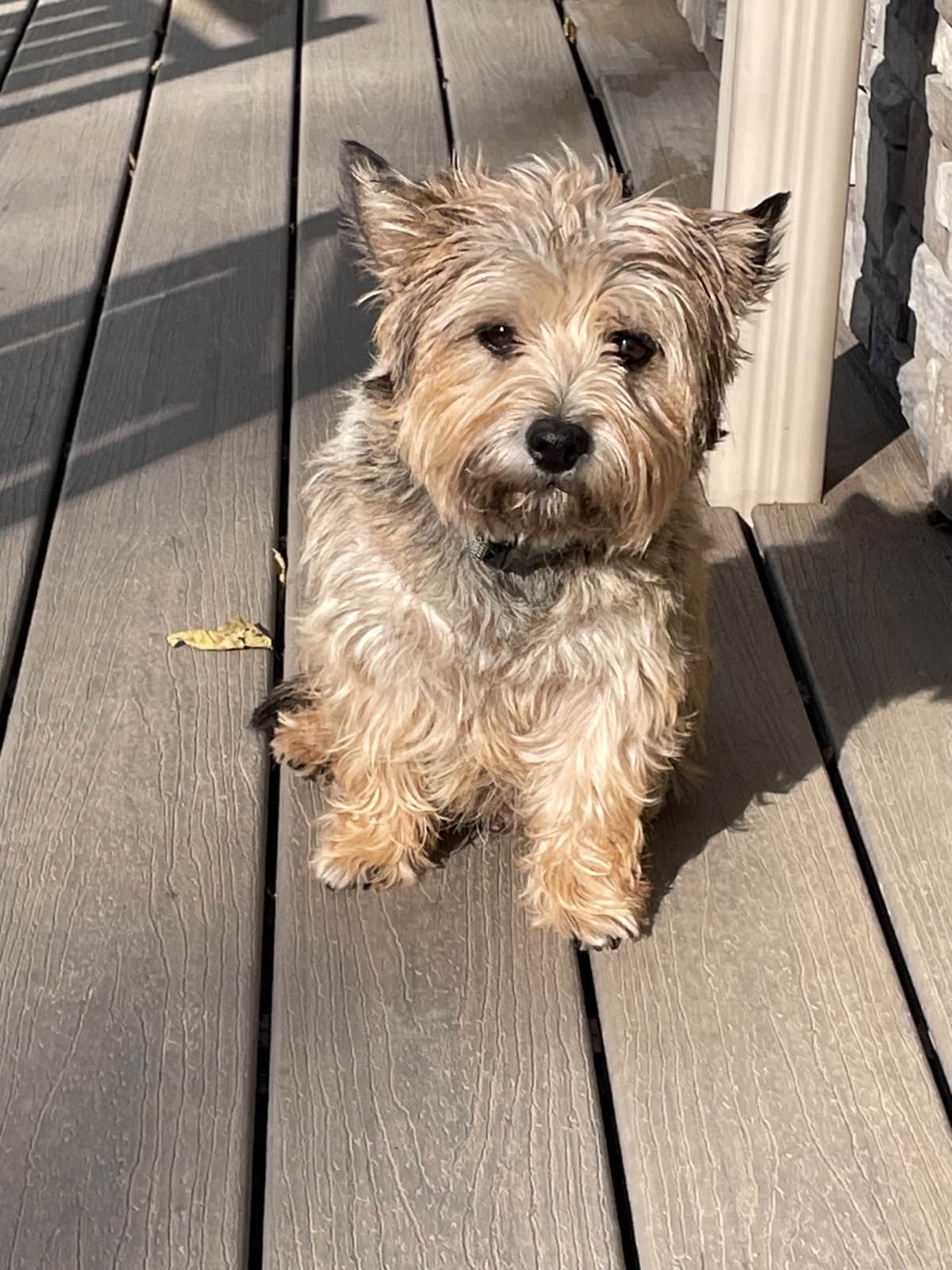 Cairn Terrier Puppies breeder image 1