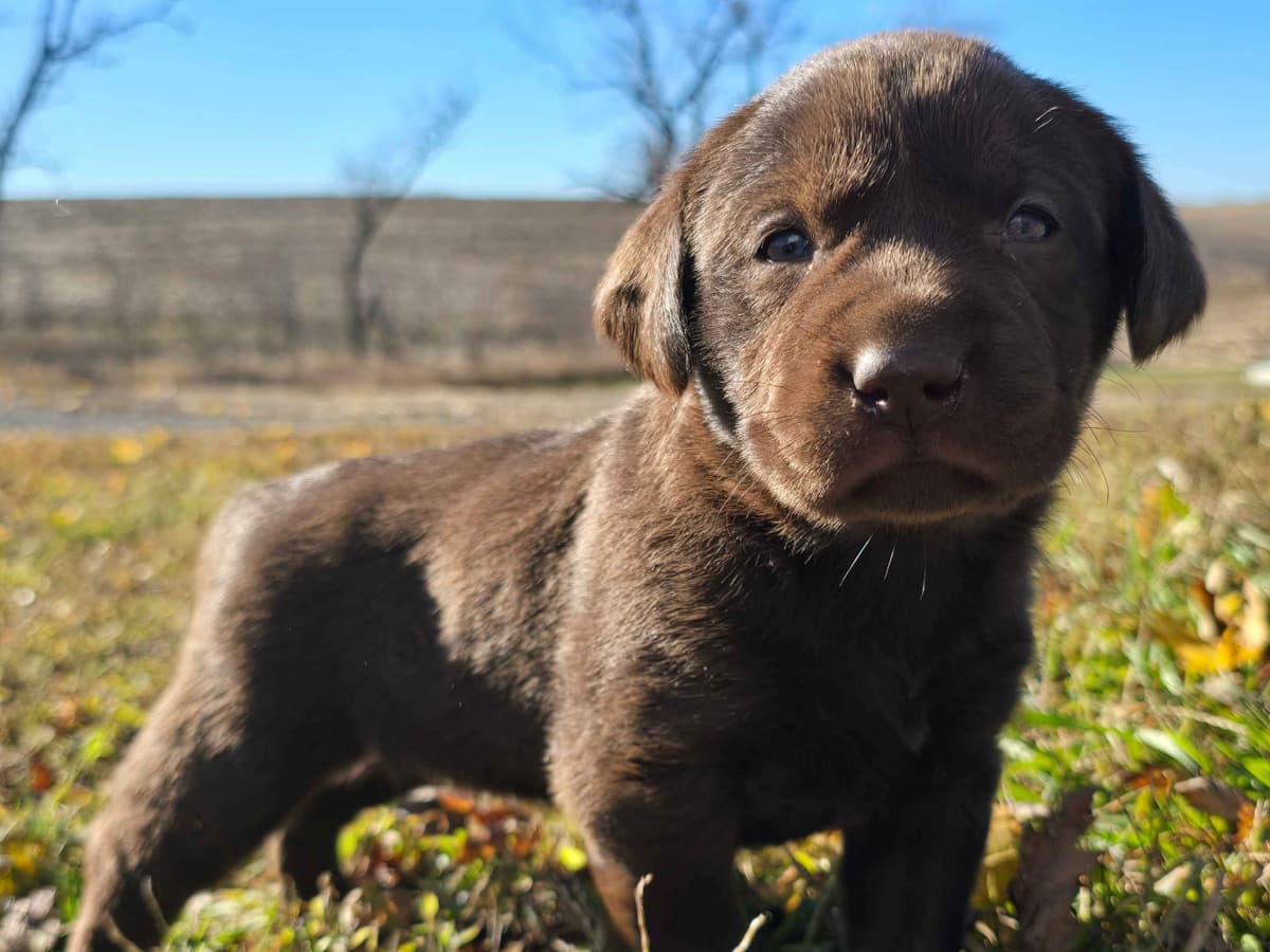 Labrador Retriever Puppies breeder image 2