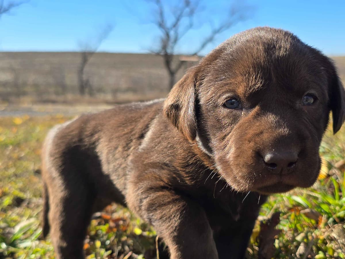 Labrador Retriever Puppies breeder image 3