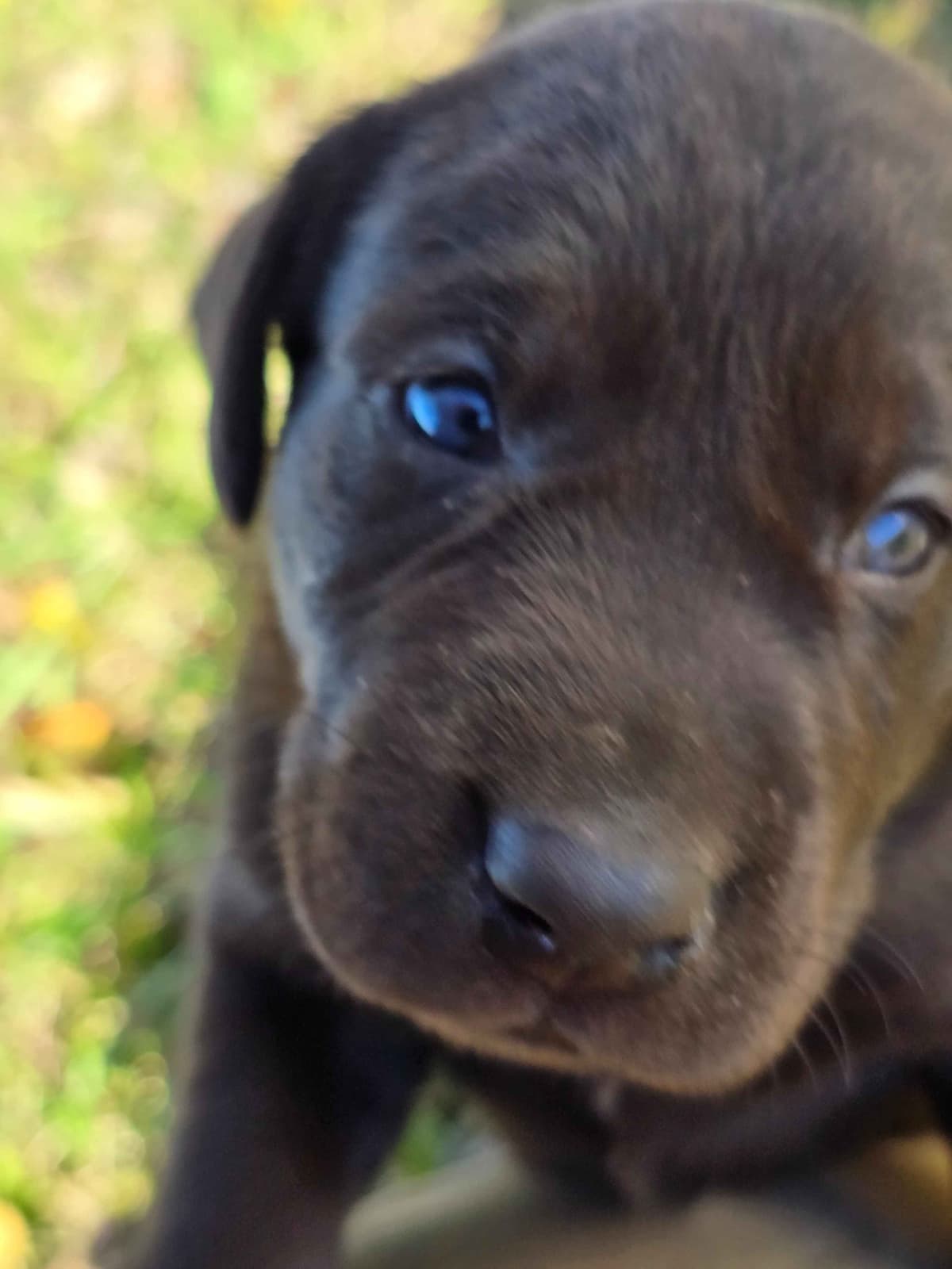 Labrador Retriever Puppies breeder image 4
