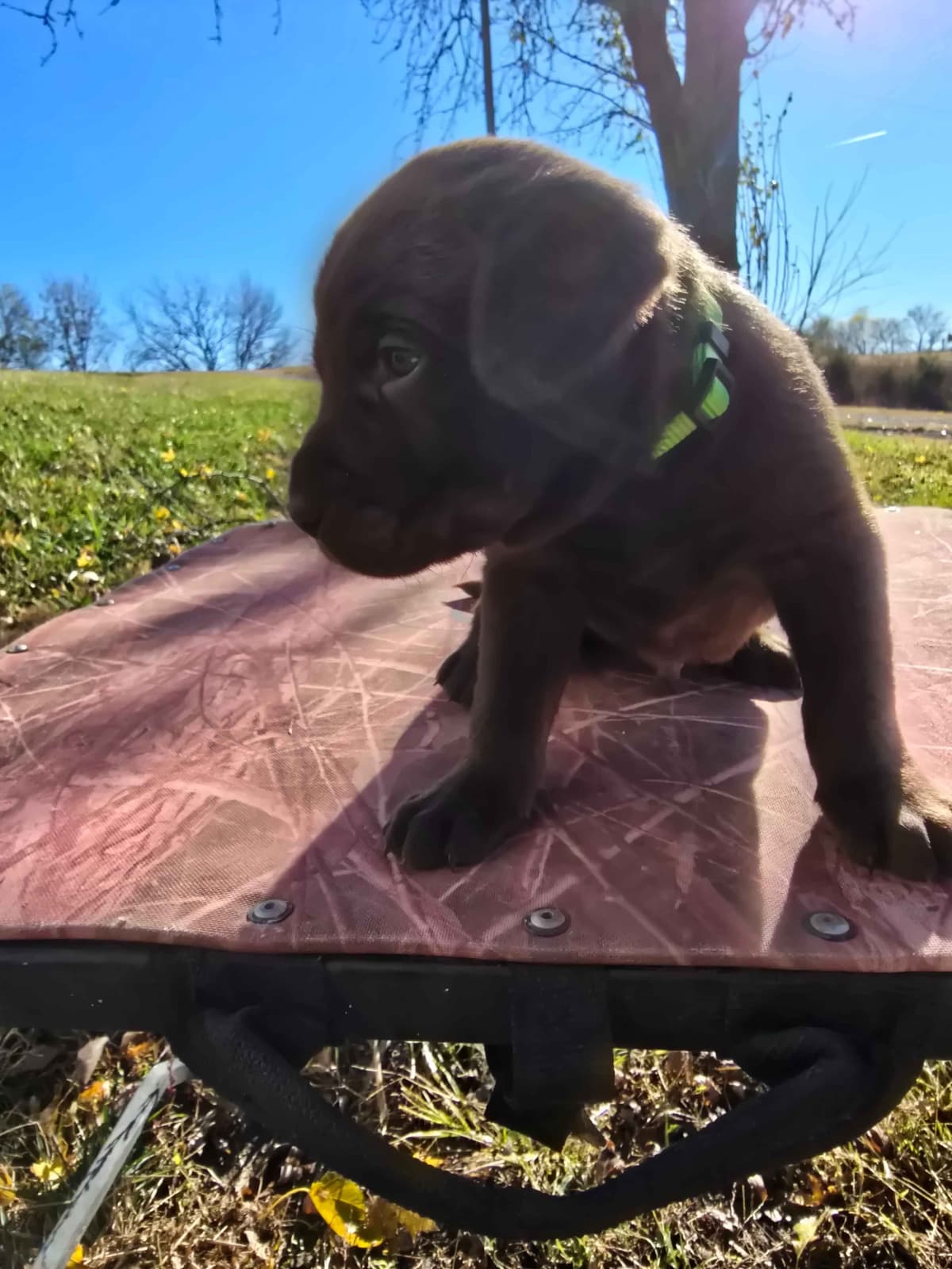 Labrador Retriever Puppies breeder image 6