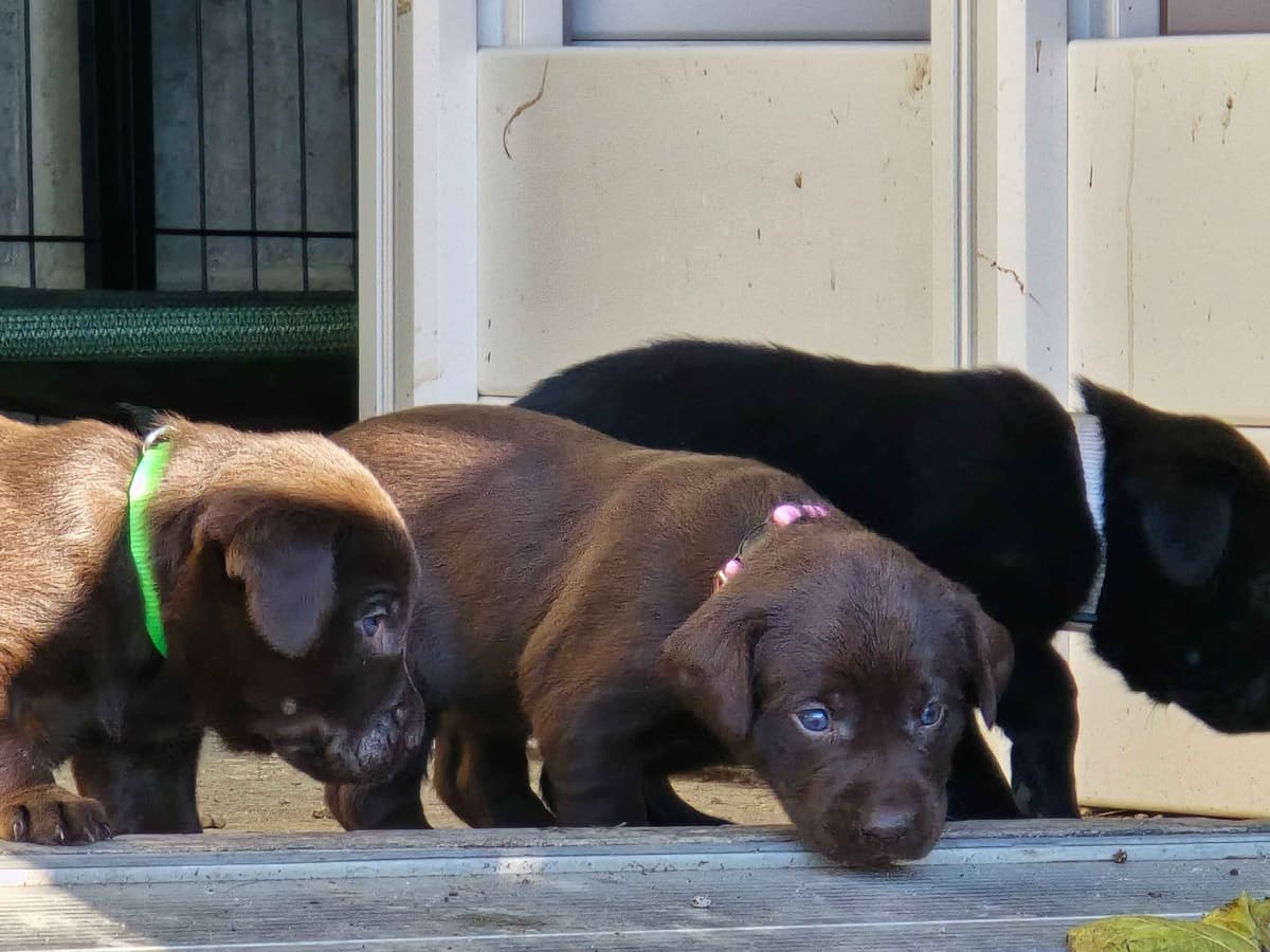 Labrador Retriever Puppies breeder image 5