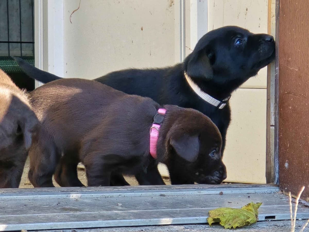 Labrador Retriever Puppies breeder image 9