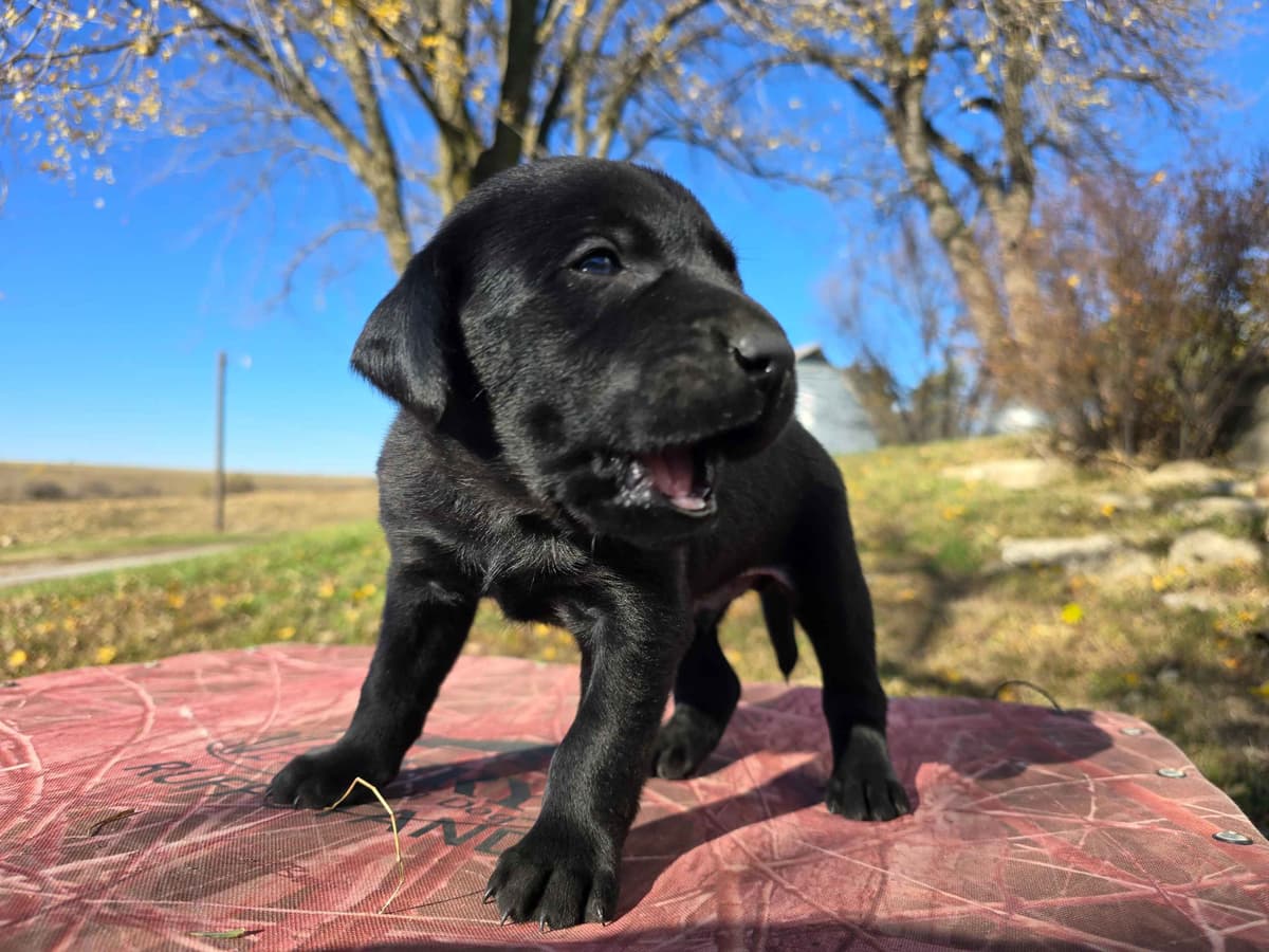 Labrador Retriever Puppies breeder image 7