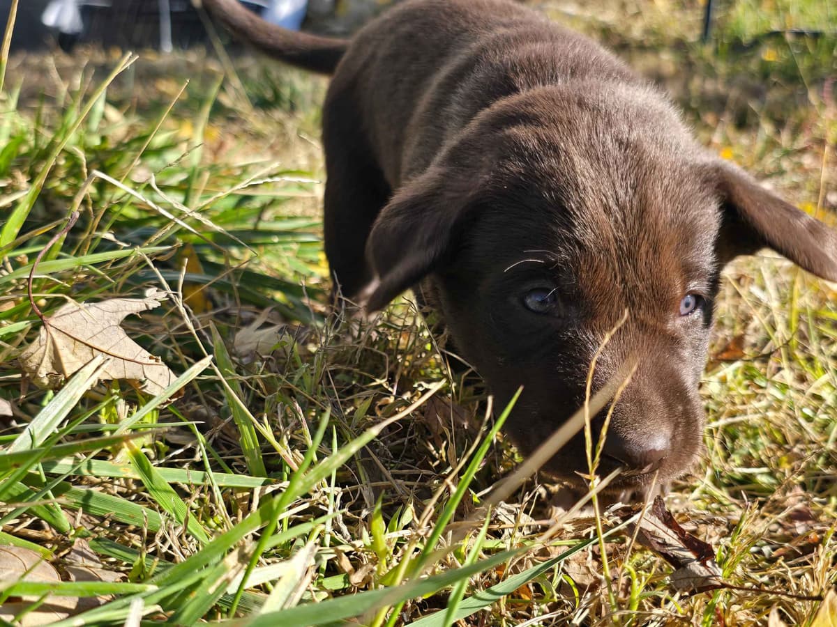 Labrador Retriever Puppies breeder image 8