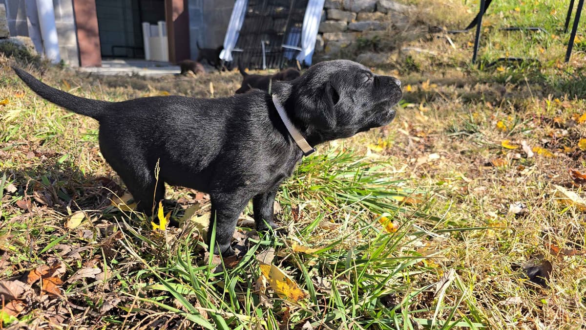 Labrador Retriever Puppies breeder image 10