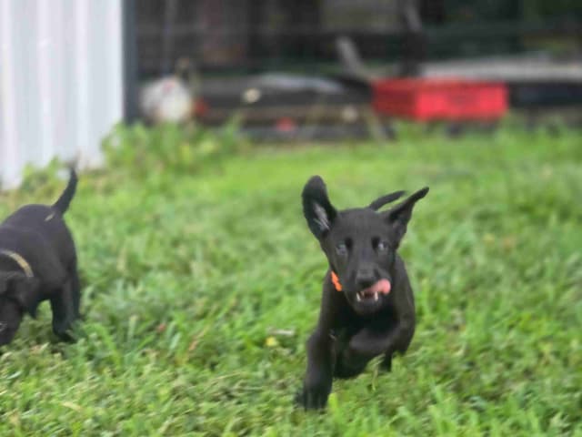 Labrador Retriever Puppies media 2