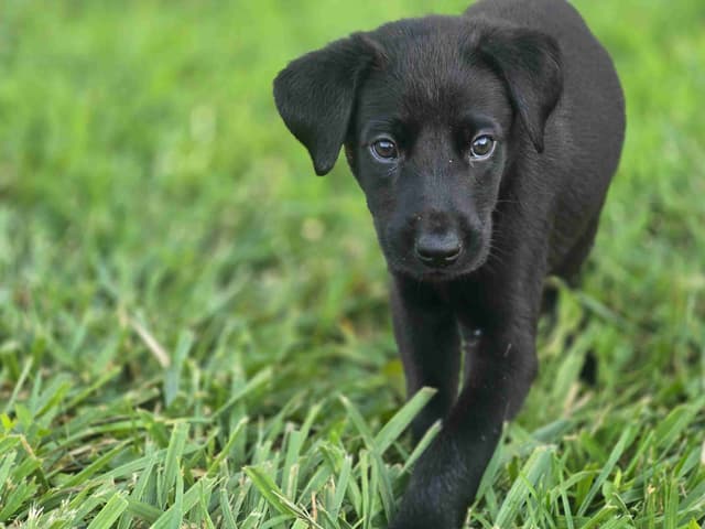 Labrador Retriever Puppies media 4