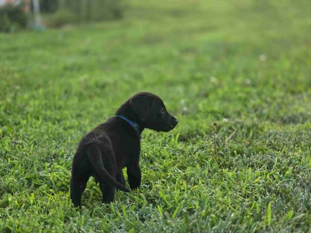 Labrador Retriever Puppies media 5