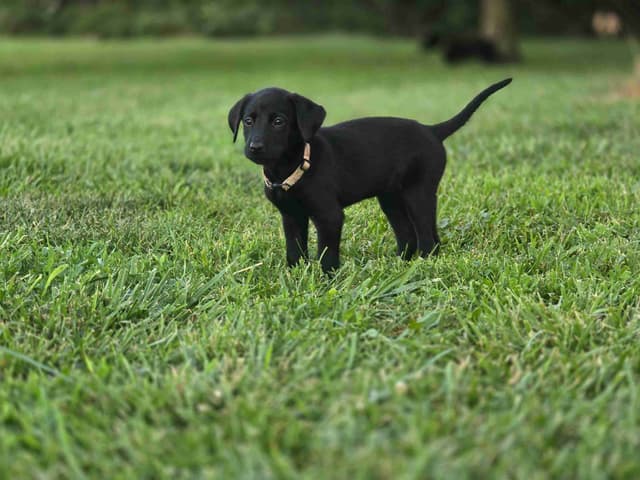 Labrador Retriever Puppies media 6