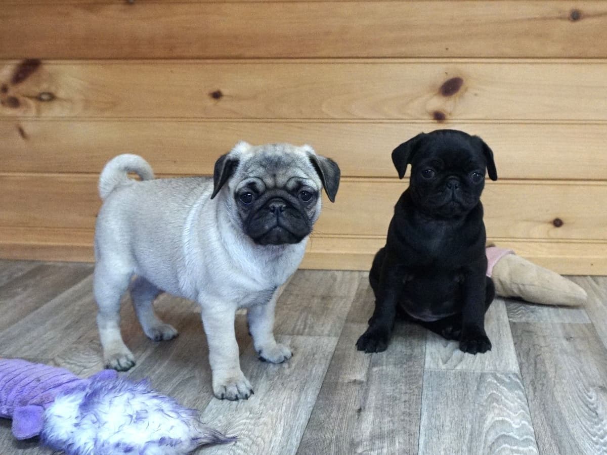 Pug Puppies breeder image 2