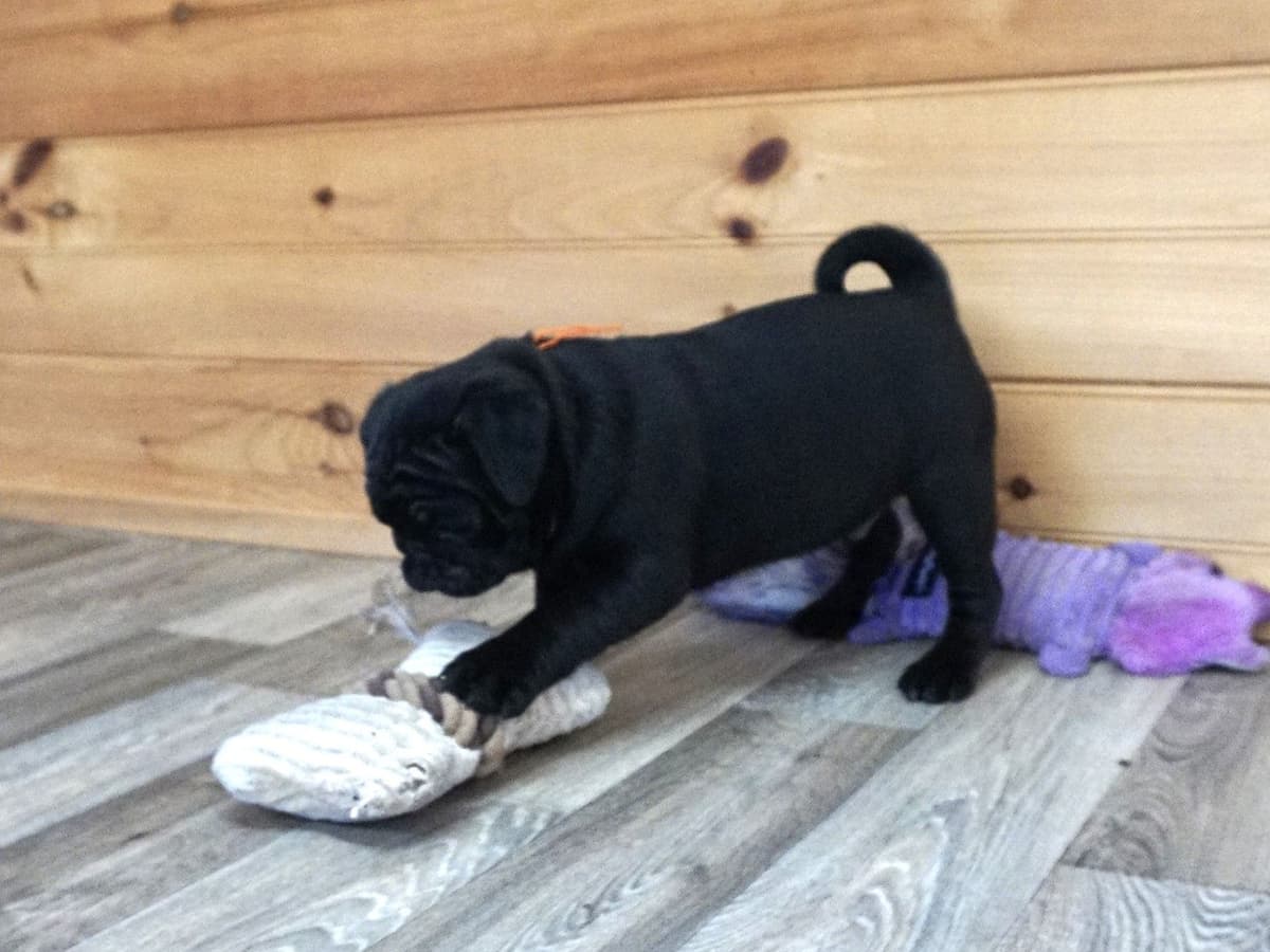 Pug Puppies breeder image 3