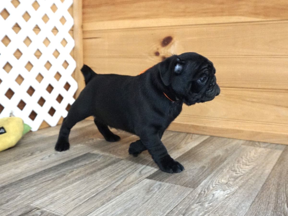 Pug Puppies breeder image 4