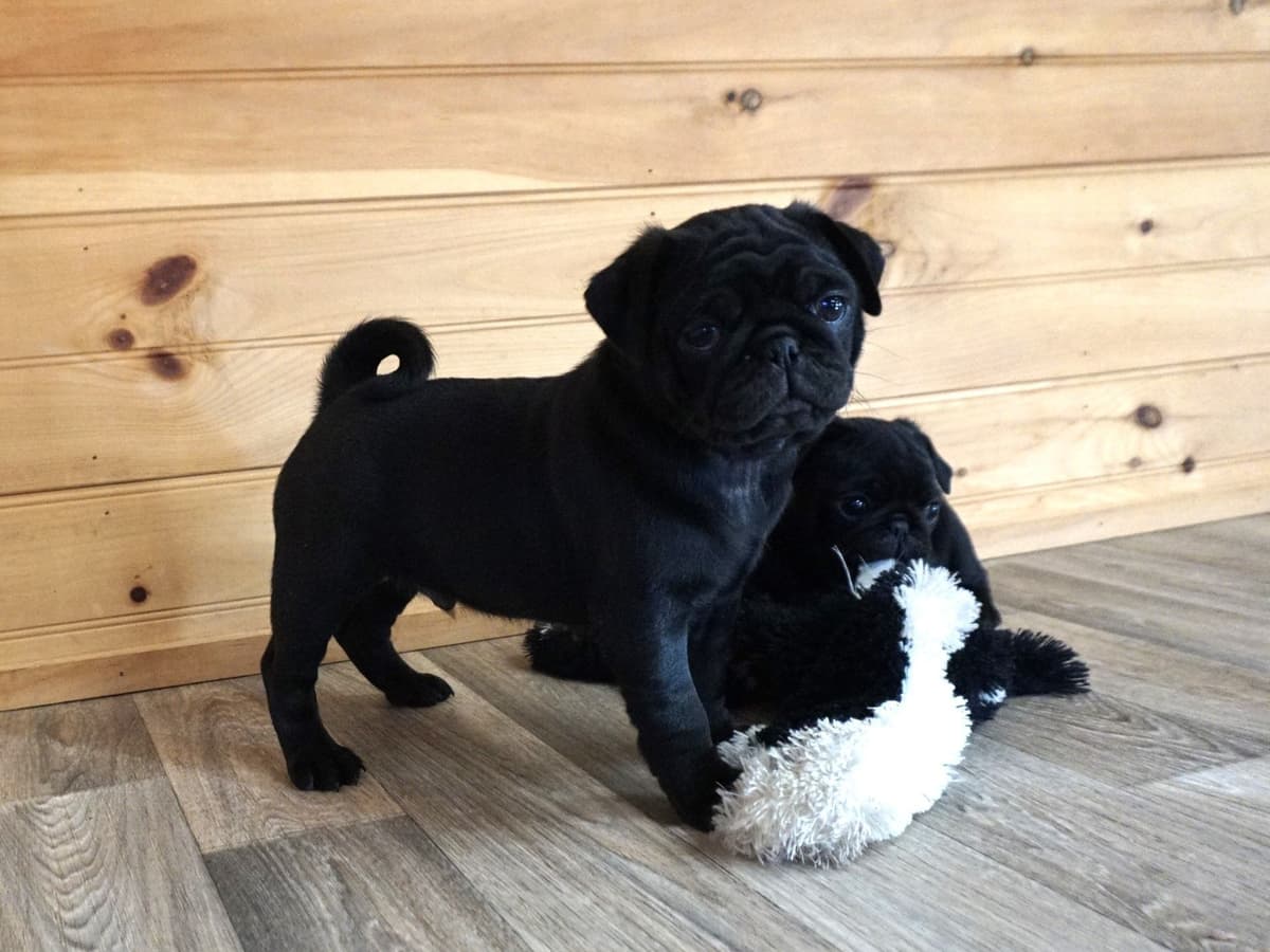 Pug Puppies breeder image 5