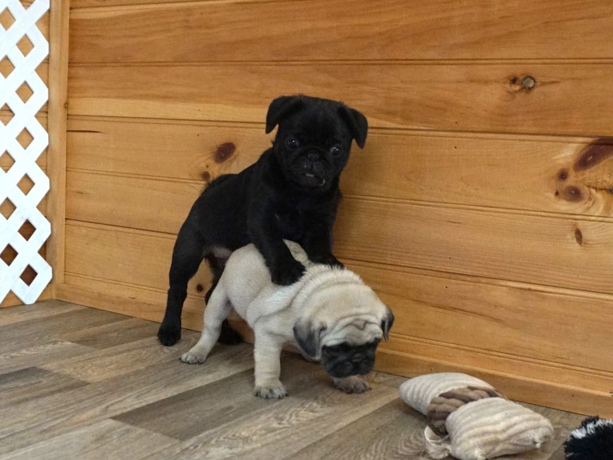 Pug Puppies breeder image 7