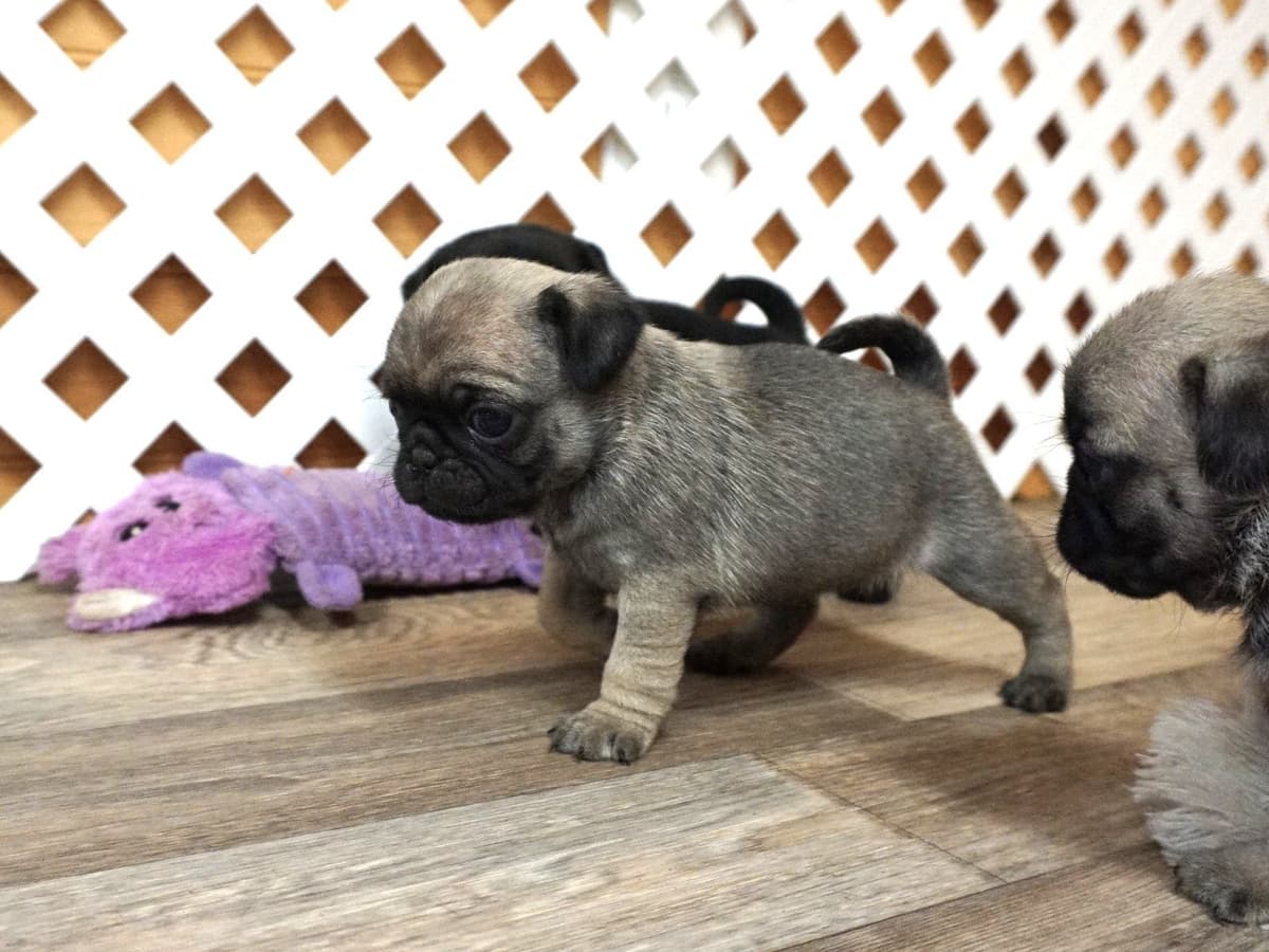 Pug Puppies breeder image 10