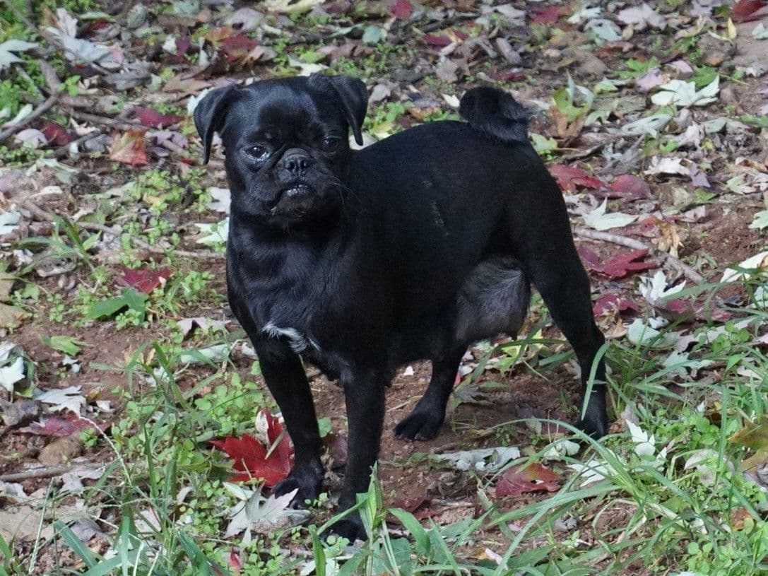 Pug Puppies breeder image 18